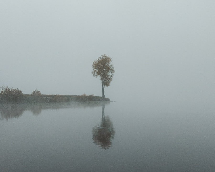 A lone tree in the middle of a still lake